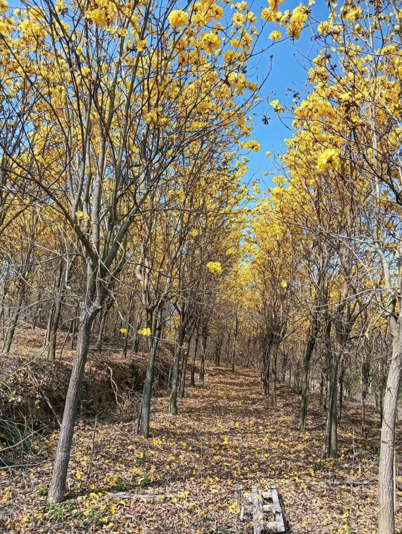 多花枫林木