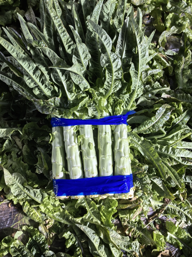 华州区红叶香莴笋1.5斤起步开始上市支持视频看货欢迎咨询