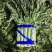 华州区红叶香莴笋1.5斤起步开始上市支持视频看货欢迎咨询