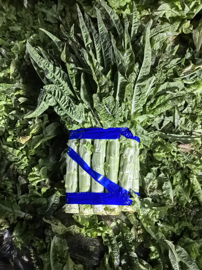 华州区红叶香莴笋1.5斤起步开始上市支持视频看货欢迎咨询