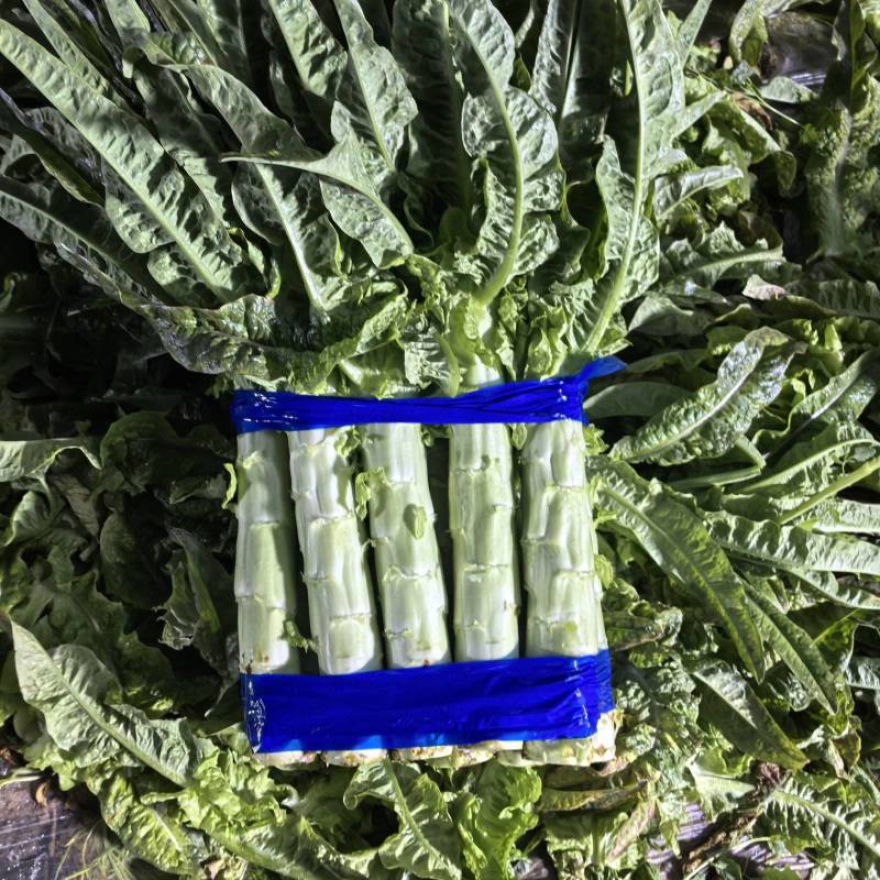 华州区红叶香莴笋1.5斤起步开始上市支持视频看货欢迎咨询