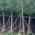 樟树3-4-5-6-7-8-9-10-11-12分