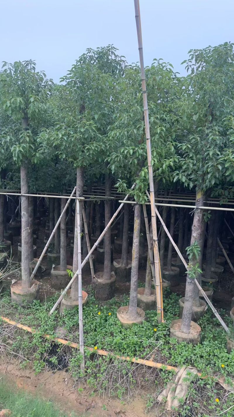 樟树3-4-5-6-7-8-9-10-11-12分
