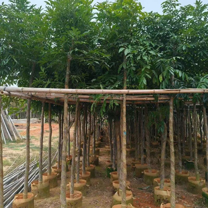 海南红豆5一6分
