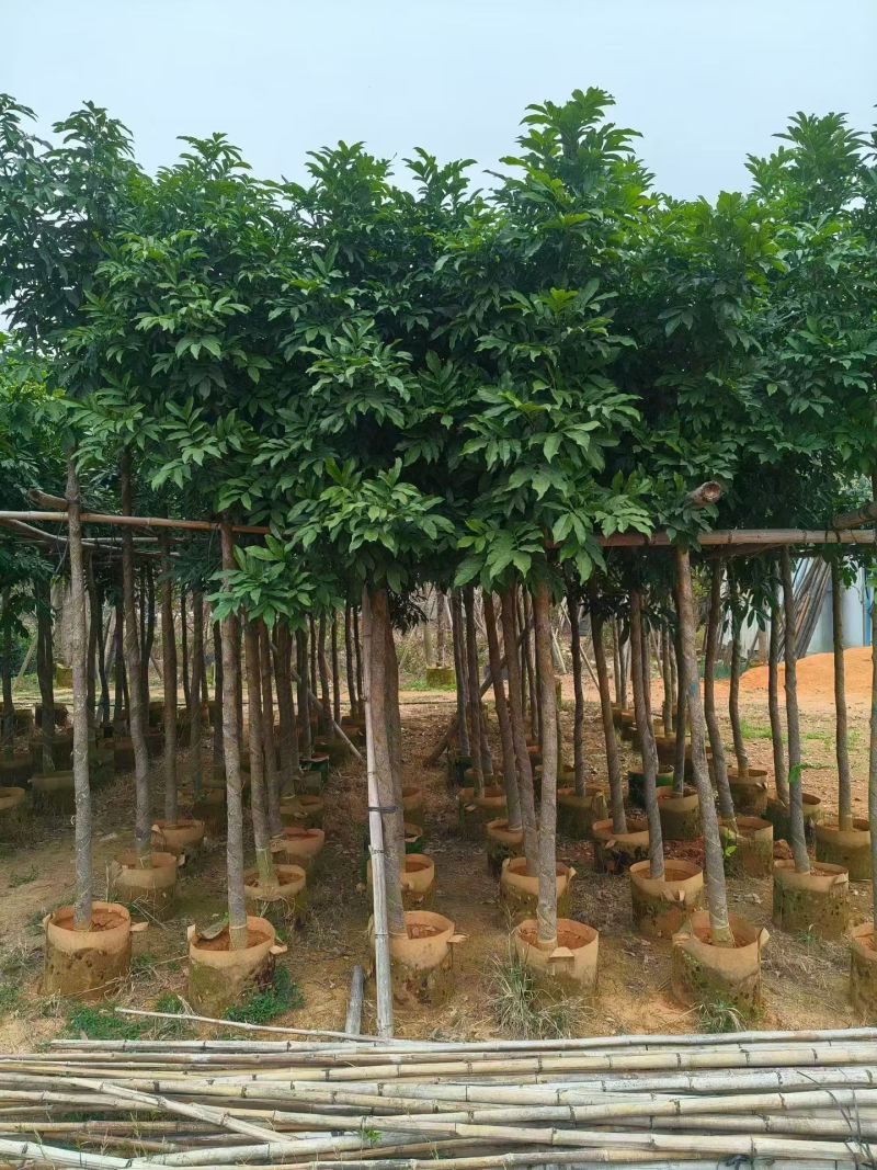 海南红豆5一6分