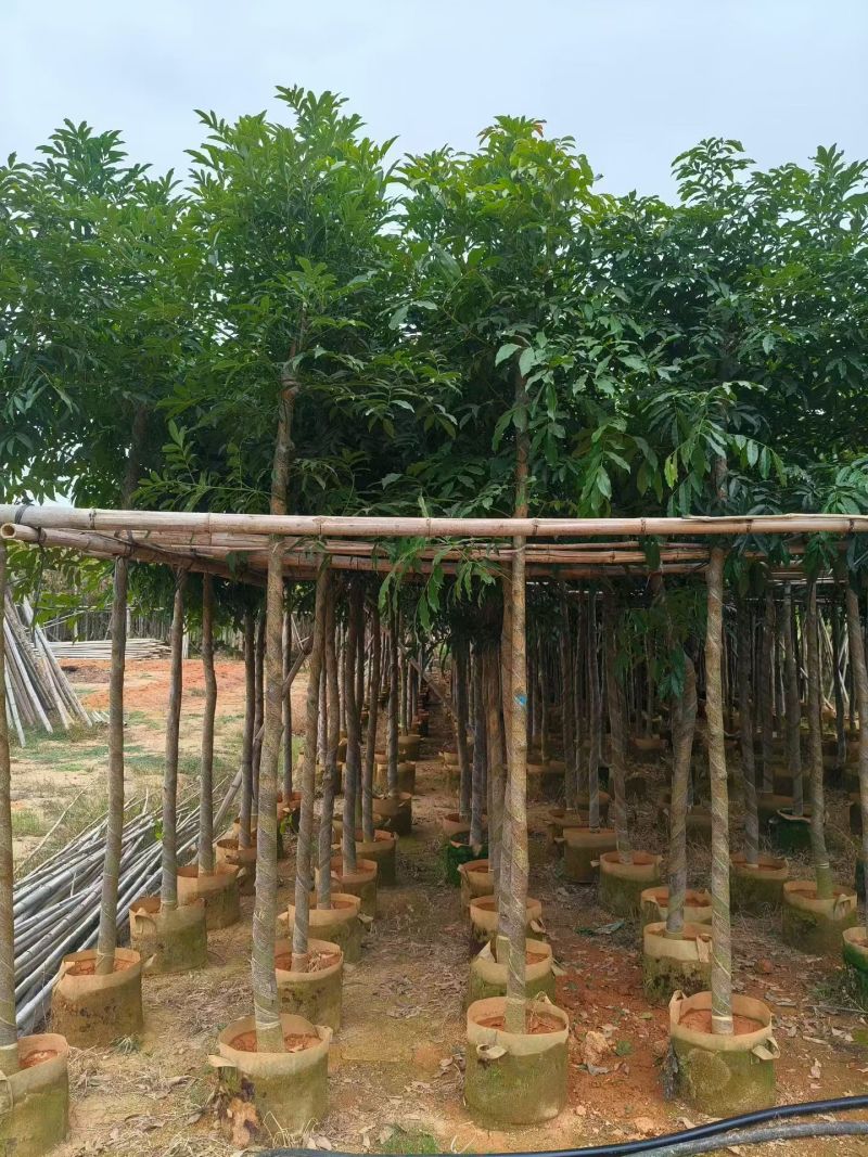 海南红豆5一6分