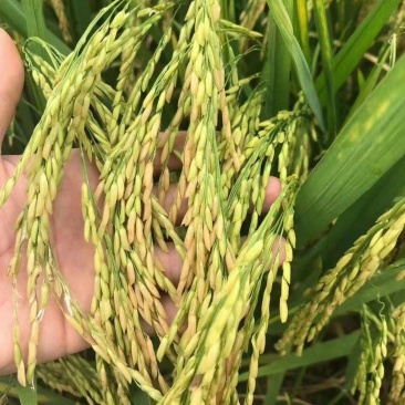荃优535稻优质杂交水稻种子茎秆粗壮不倒伏米质优农户大田