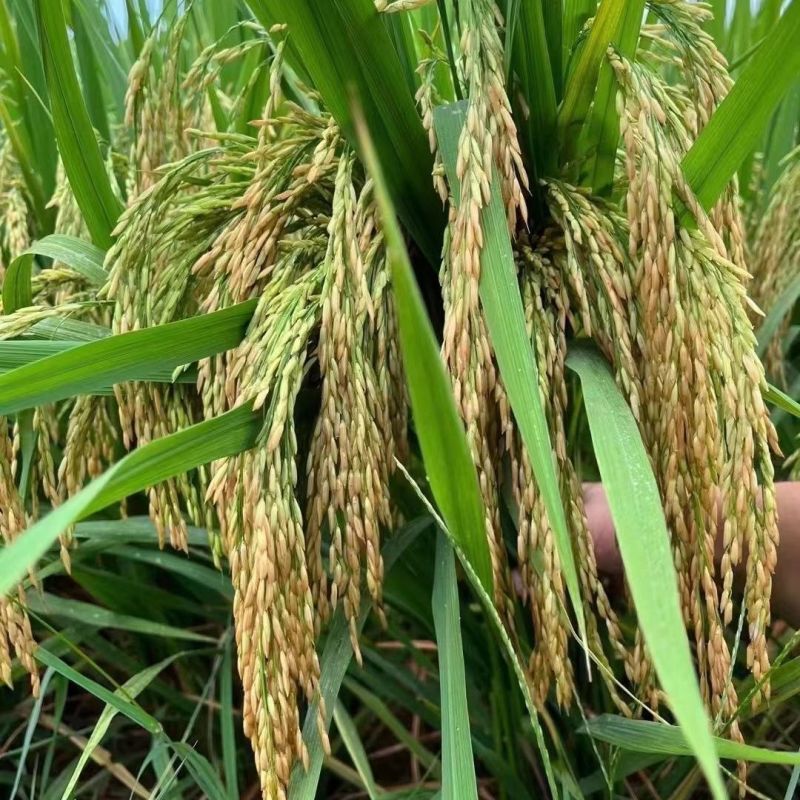 荃优535稻优质杂交水稻种子茎秆粗壮不倒伏米质优农户大田