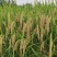 荃优535稻优质杂交水稻种子茎秆粗壮不倒伏米质优农户大田