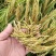 荃优535稻优质杂交水稻种子茎秆粗壮不倒伏米质优农户大田