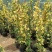 木香花黄木香红木香(量大1.7元)七里香阳台爬藤蔷薇