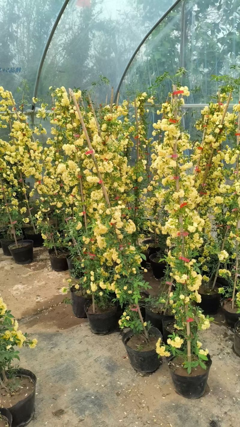 木香花黄木香红木香(量大1.7元)七里香阳台爬藤蔷薇