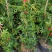 木香花黄木香红木香(量大1.7元)七里香阳台爬藤蔷薇