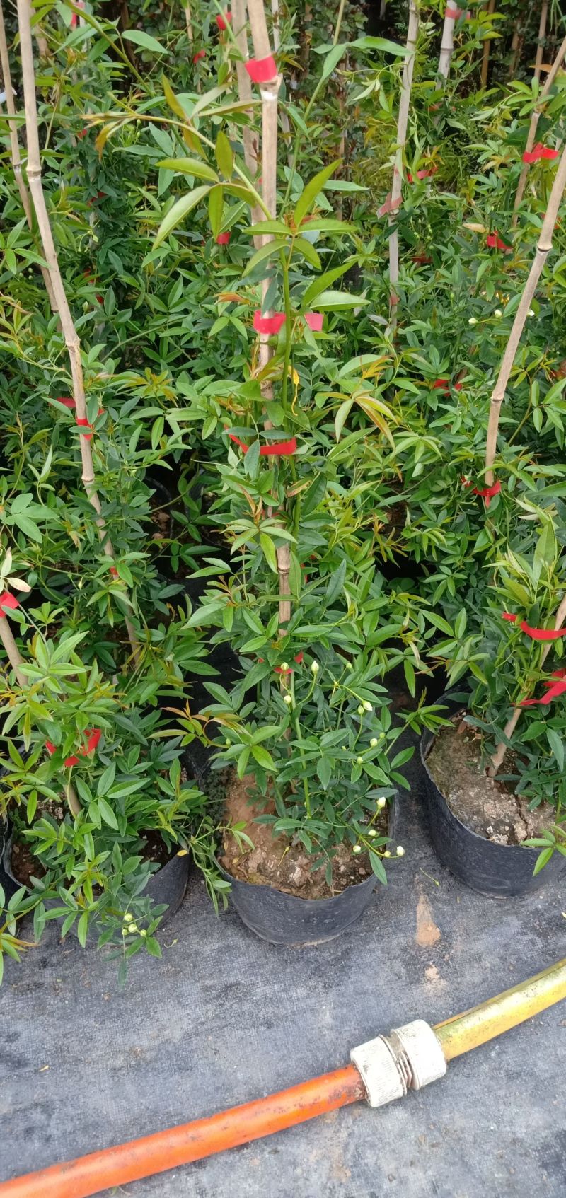 木香花黄木香红木香(量大1.7元)七里香阳台爬藤蔷薇