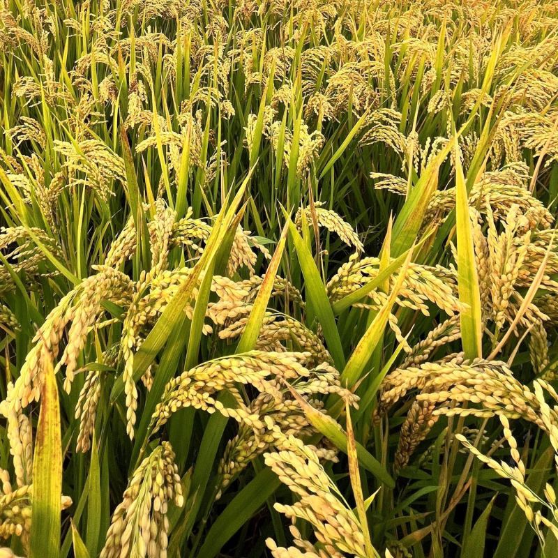 荃优535稻优质杂交水稻种子茎秆粗壮不倒伏米质优农户大田