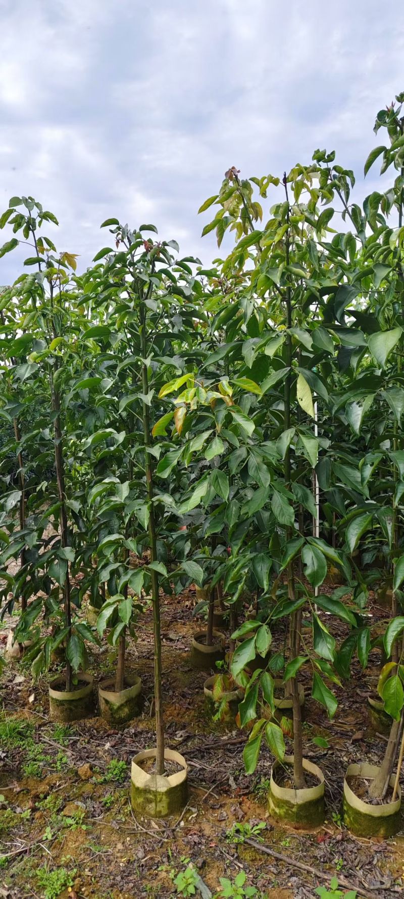 秋枫原生苗，1米至2米