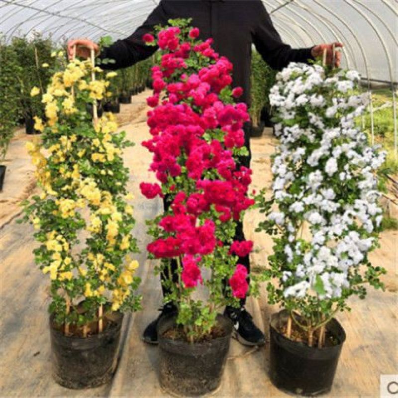 木香花黄木香红木香(量大1.7元)七里香阳台爬藤蔷薇