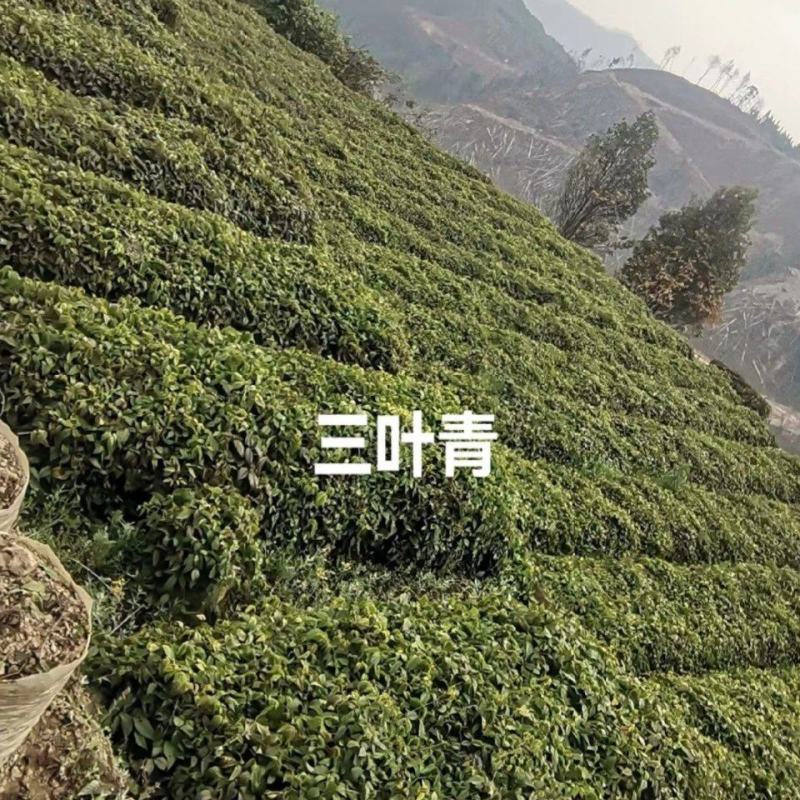 三叶青