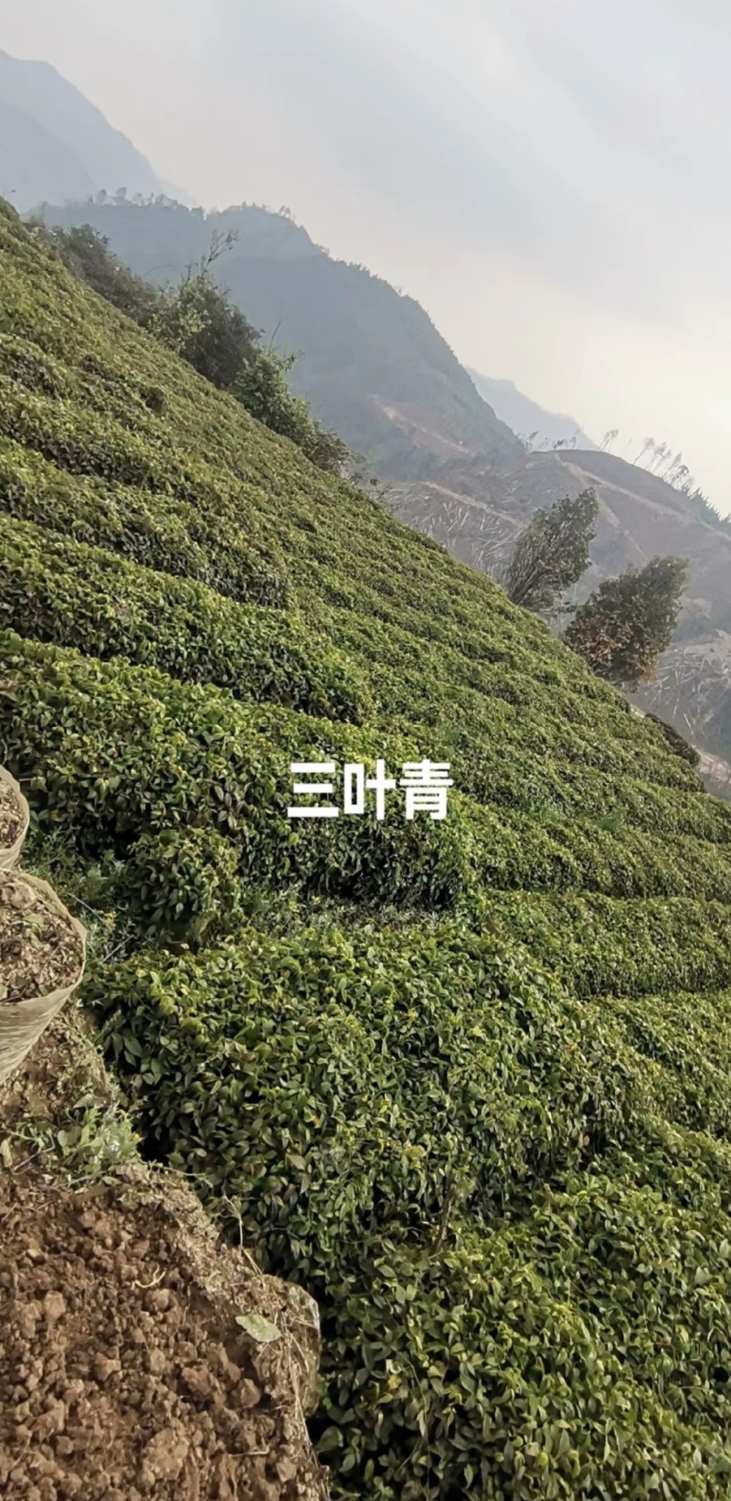 三叶青