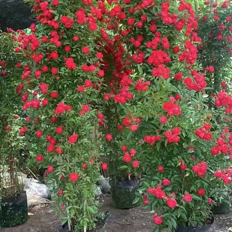 木香花黄木香红木香黄木香(量大1.8元)庭院爬藤攀耐寒