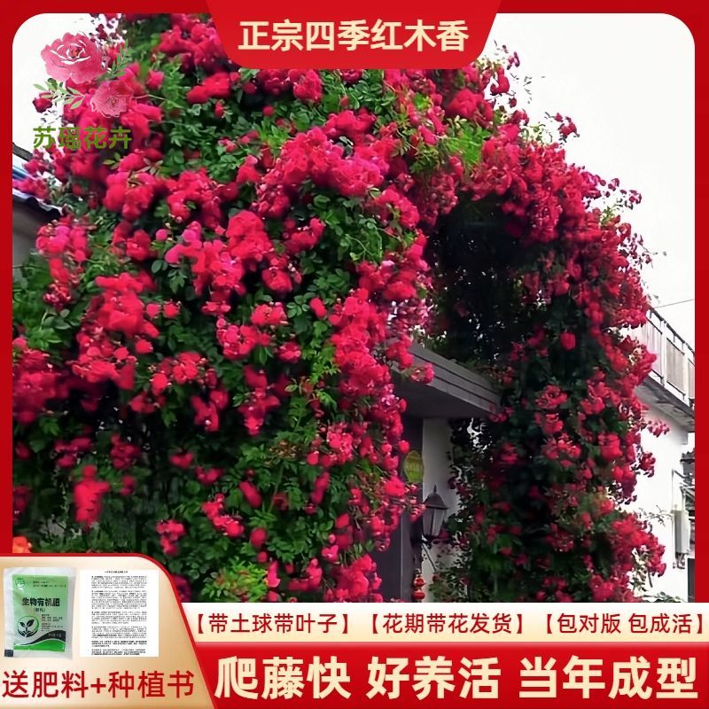 木香花黄木香红木香(量大1.7元)七里香阳台爬藤蔷薇