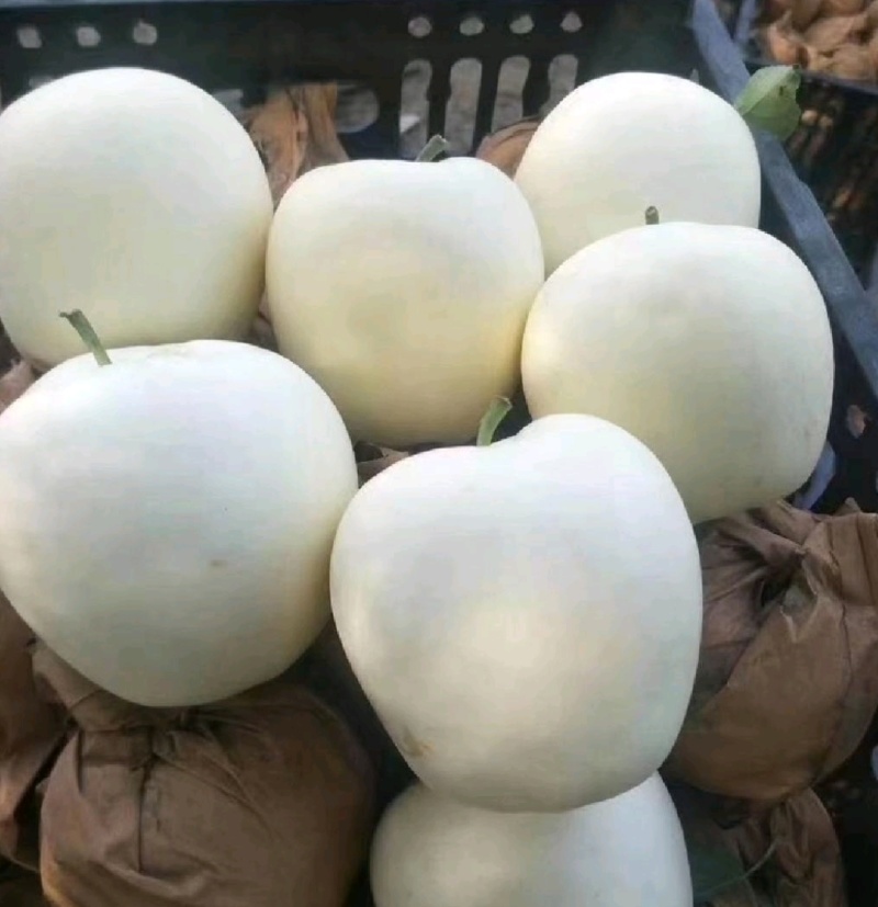 辽宁精品黄元帅，一手货源，保质保量，可视频看货，量大从优