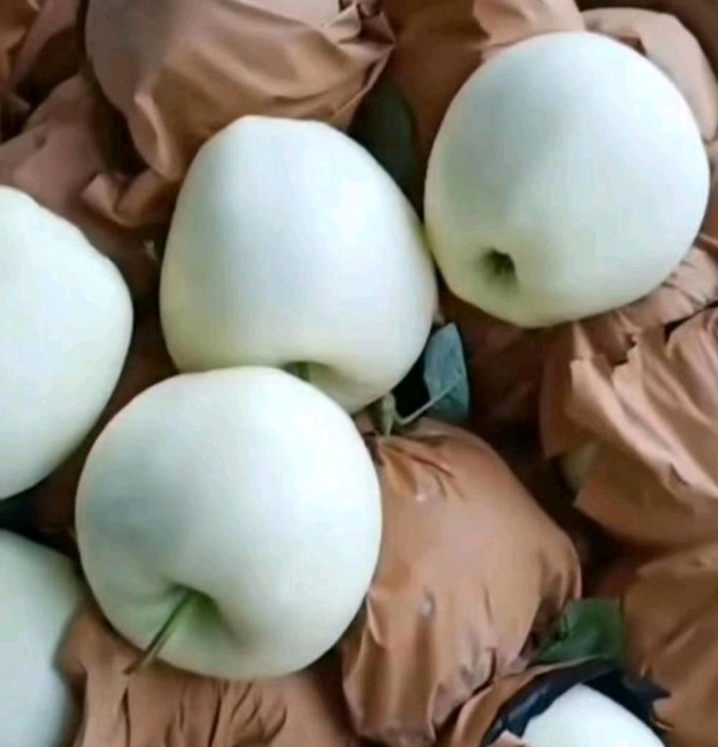辽宁精品黄元帅，一手货源，保质保量，可视频看货，量大从优