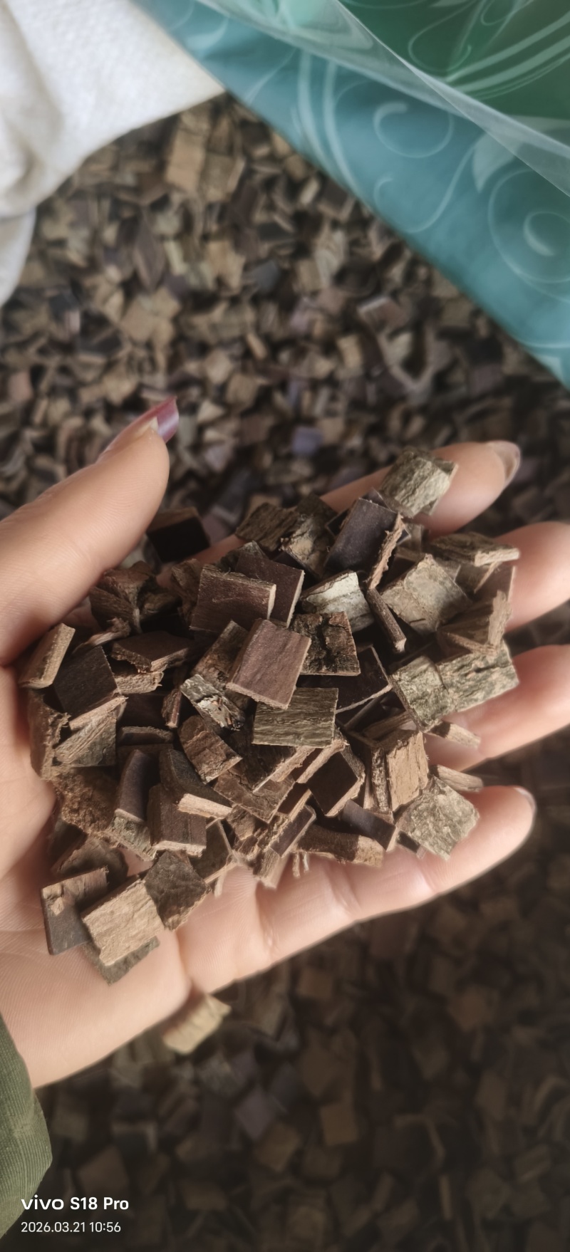 《生杜仲》杜仲皮去皮杜仲干净无杂质