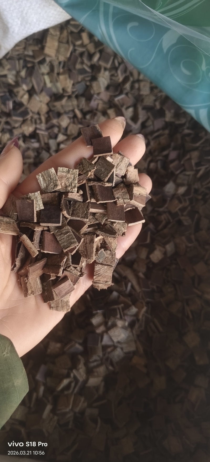 《生杜仲》杜仲皮去皮杜仲干净无杂质