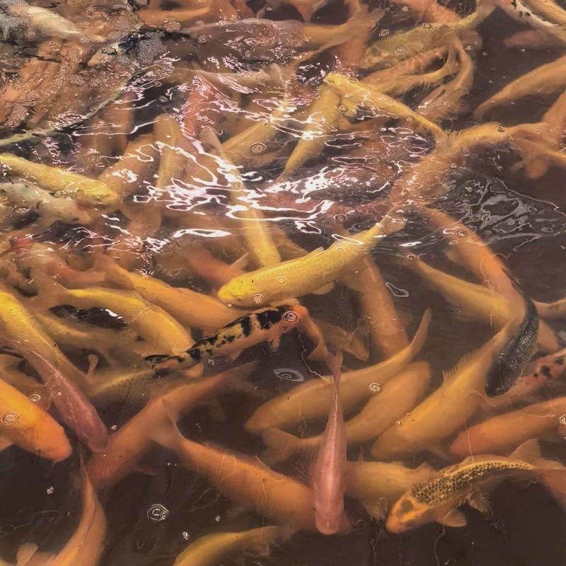 锦鲤