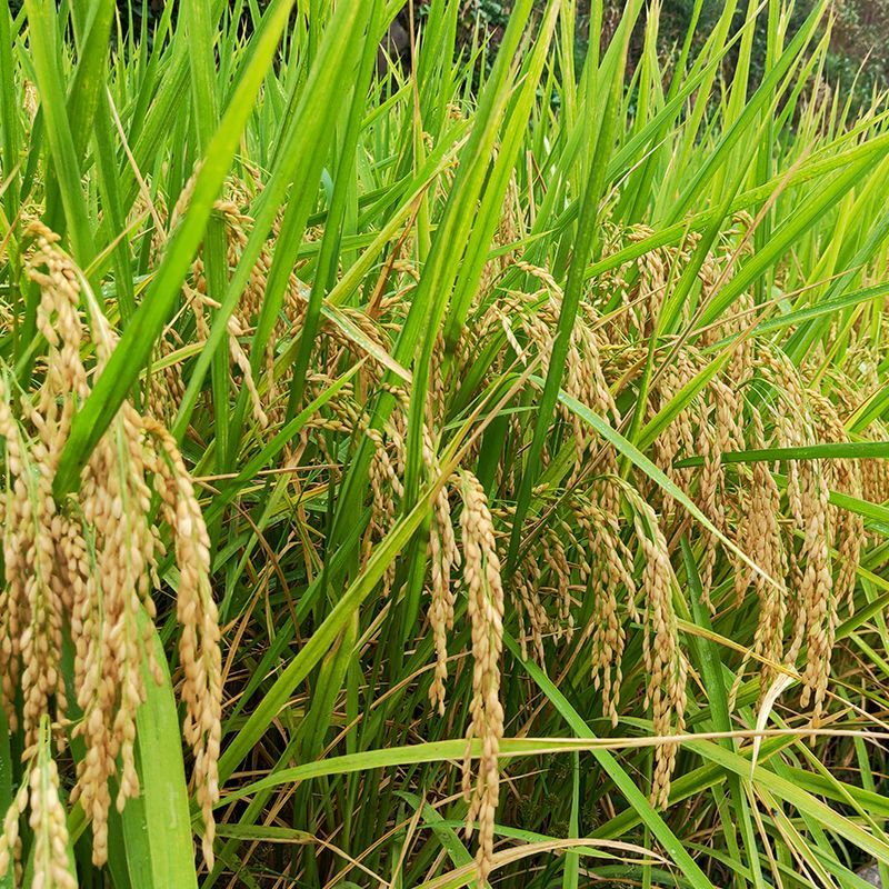 荃科优822杂交水稻新种子**国审淡叶水稻优质米高产原装