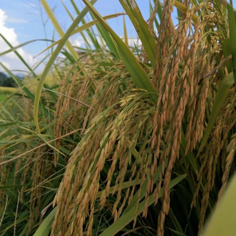 荃科优822杂交水稻新种子**国审淡叶水稻优质米高产原装