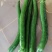 玉米大白菜花菜牛心菜二荆条