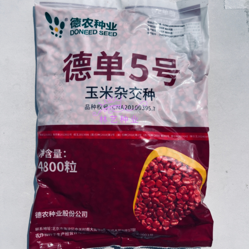 德单5号玉米种子高产抗病饲料玉米种籽抗绣病大棒玉米种孑