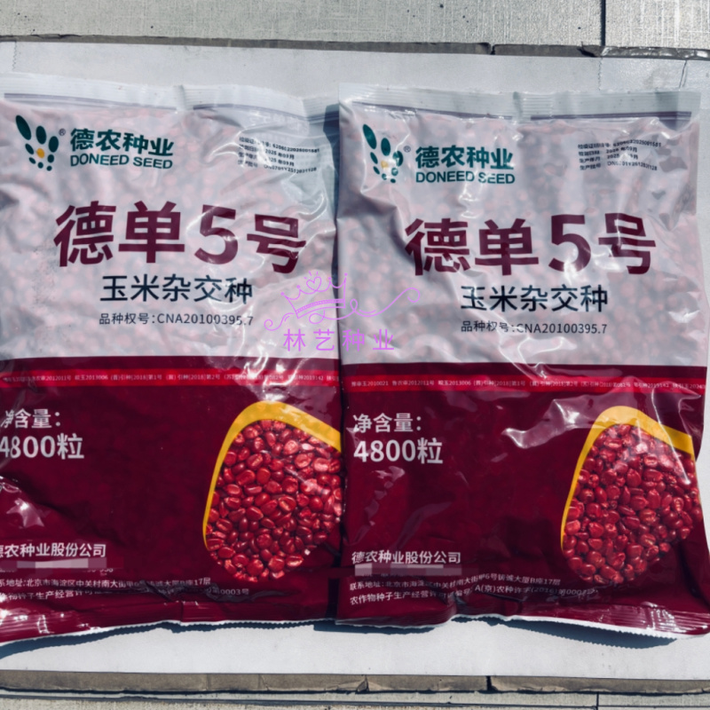 德单5号玉米种子高产抗病饲料玉米种籽抗绣病大棒玉米种孑