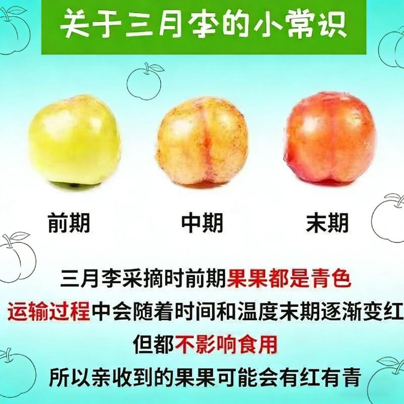 三月李，四月李工厂果，市场果酸爽脆甜