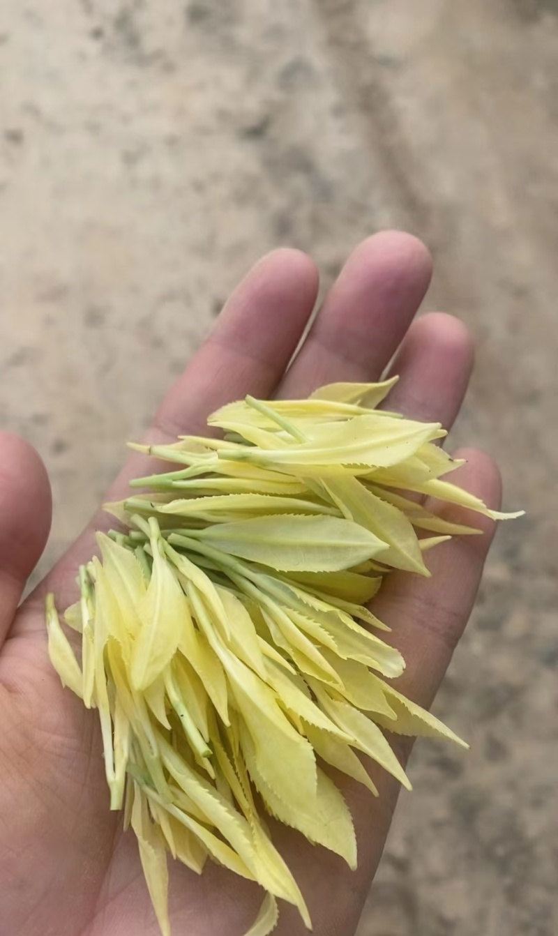 瑞雪奶白