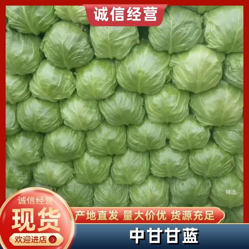 大棚绿甘蓝翠绿平顶产地直发一手货源