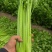 西芹皇后芹菜现割现发保证新鲜产地直供