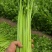 西芹皇后芹菜现割现发保证新鲜产地直供