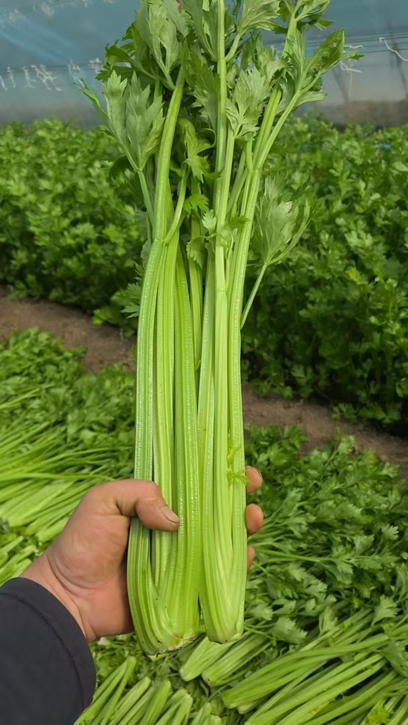 西芹皇后芹菜现割现发保证新鲜产地直供