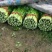 西芹皇后芹菜现割现发保证新鲜产地直供