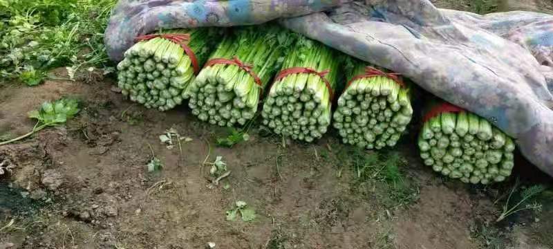 西芹皇后芹菜现割现发保证新鲜产地直供