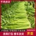 西芹皇后芹菜现割现发保证新鲜产地直供