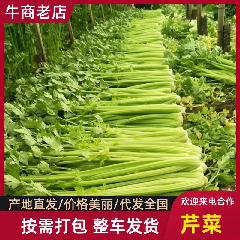 西芹皇后芹菜现割现发保证新鲜产地直供