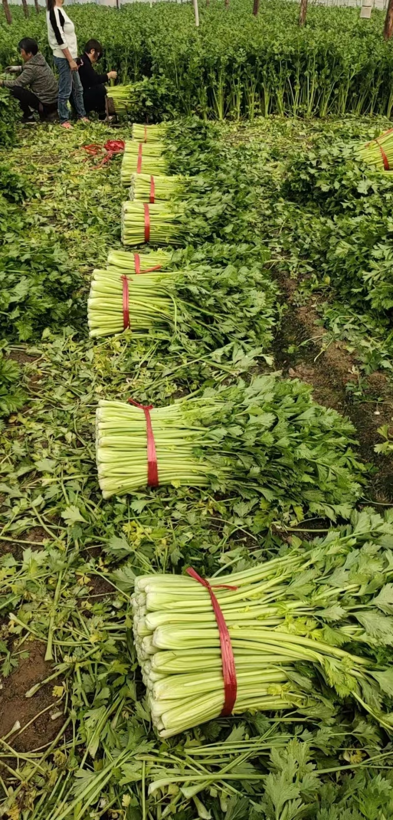 西芹皇后芹菜现割现发保证新鲜产地直供