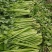 西芹皇后芹菜现割现发保证新鲜产地直供