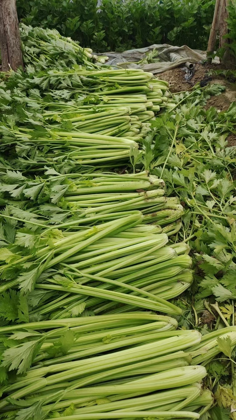 西芹皇后芹菜现割现发保证新鲜产地直供