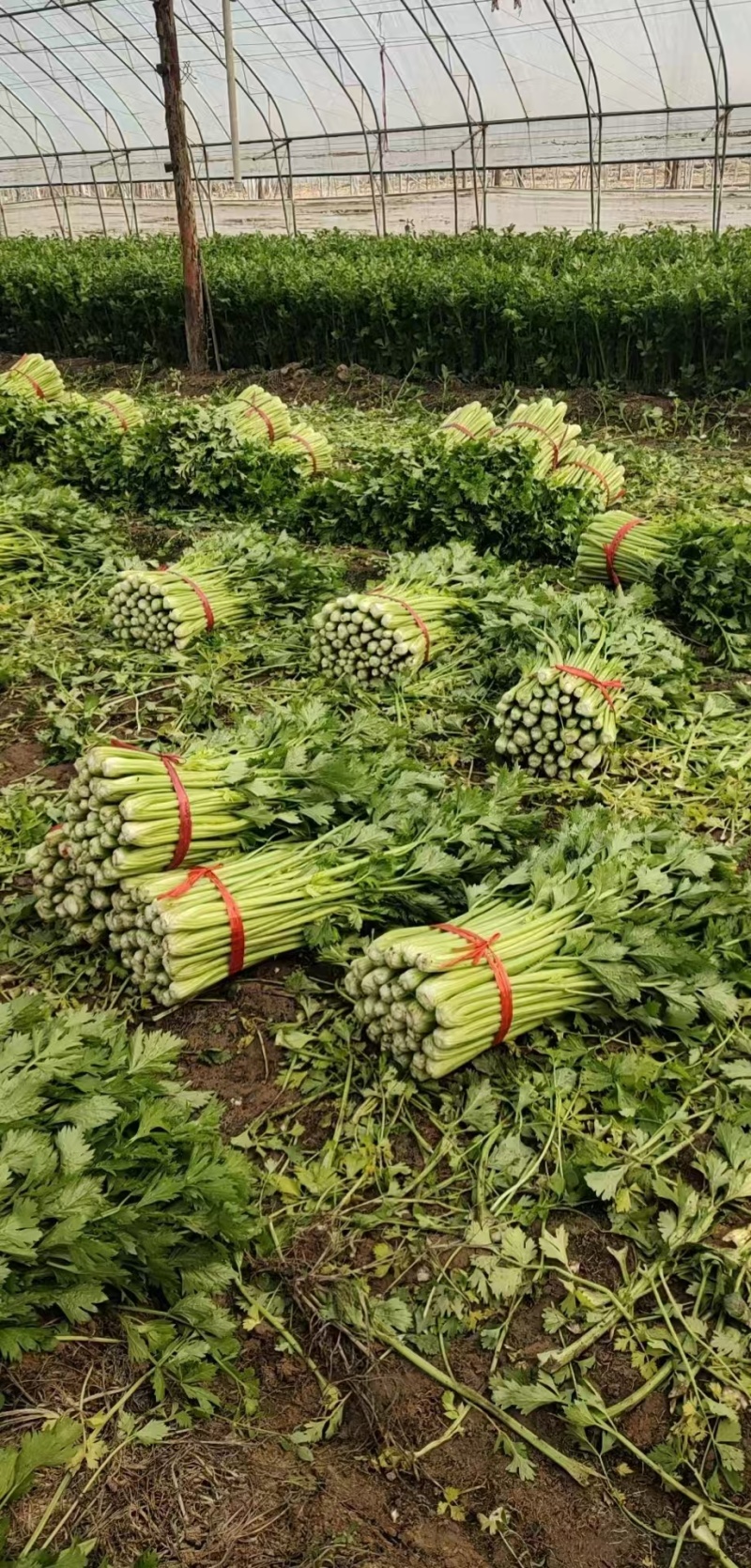 西芹皇后芹菜现割现发保证新鲜产地直供