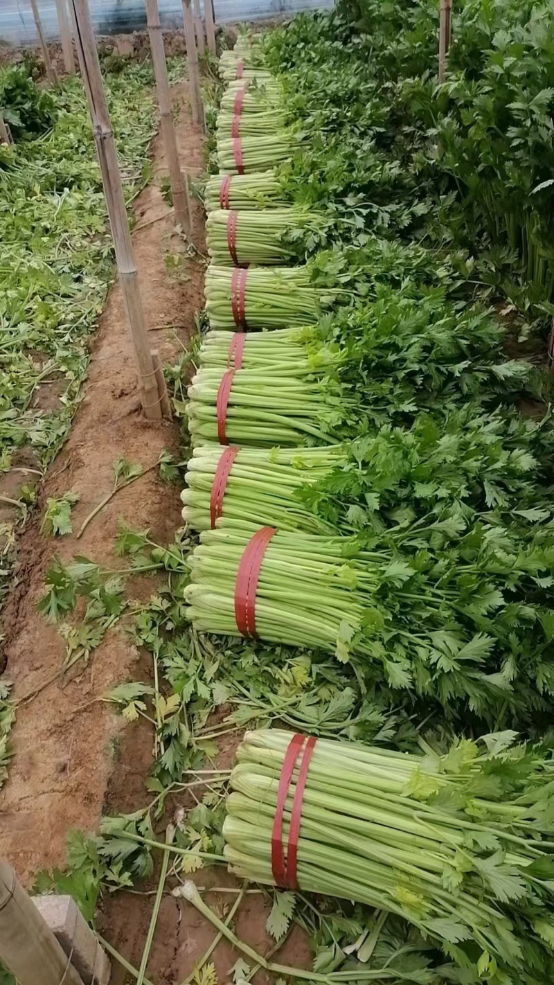 西芹皇后芹菜现割现发保证新鲜产地直供